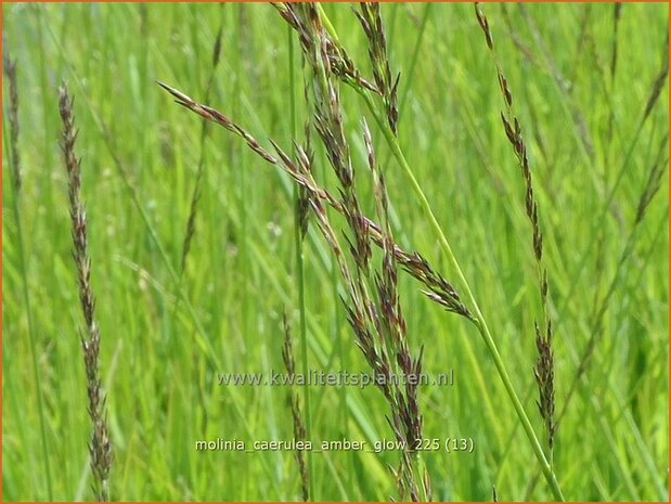 Molinia caerulea 'Amber Glow' | Pijpenstrootje | Kleines Pfeifengras | Purple Moorgrass