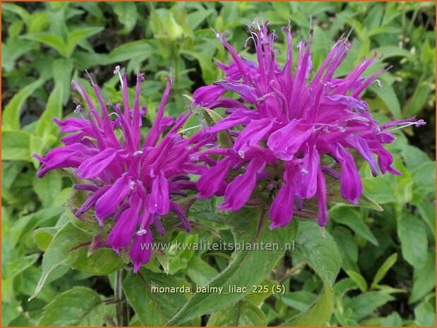 Monarda 'Balmy Lilac' | Bergamotplant, Indianennetel | Indianernessel | Beebalm