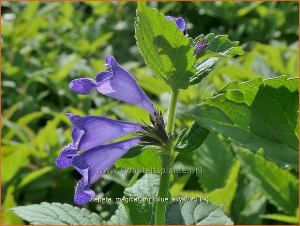 Nepeta 'Magical Mr. Blue Sky' | Kattenkruid | Katzenminze | Catmint