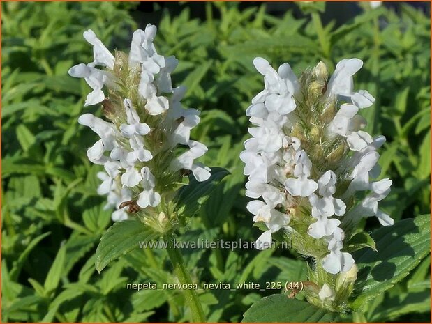 Nepeta nervosa 'Nevita White' | Kattenkruid | Geaderte Katzenminze | Catmint