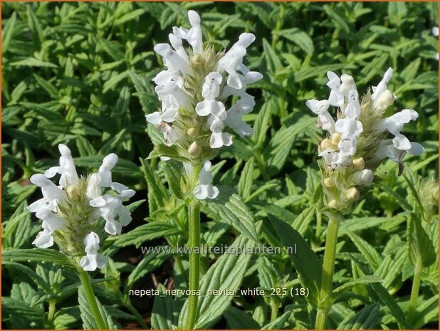 Nepeta nervosa 'Nevita White' | Kattenkruid | Geaderte Katzenminze | Catmint
