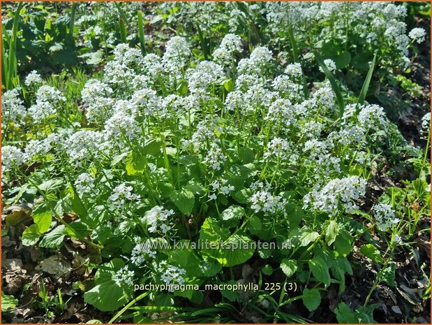 Pachyphragma macrophylla | Kaukasische look-zonder-look | Gro&szlig;bl&auml;ttriges Scheinschaumkraut | Thlaspi Macrophyllum