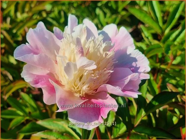 Paeonia 'Do Tell' | Pioenroos | Pfingstrose | Peony