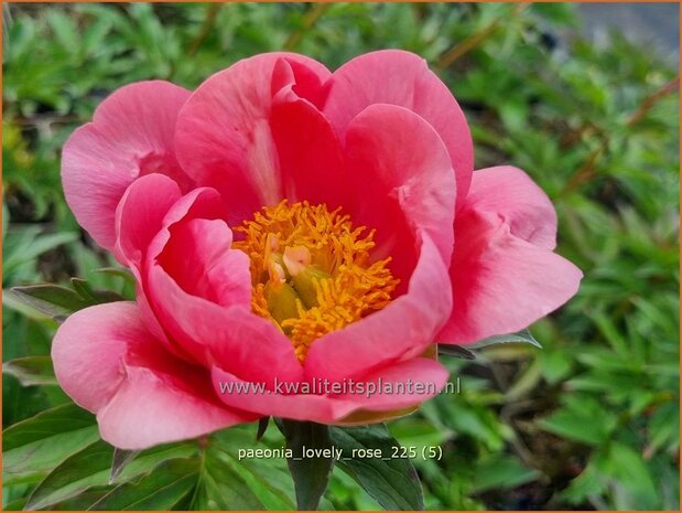 Paeonia 'Lovely Rose' | Pioenroos | Pfingstrose | Peony