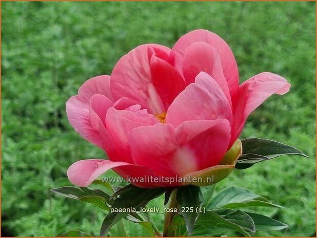 Paeonia 'Lovely Rose' | Pioenroos | Pfingstrose | Peony