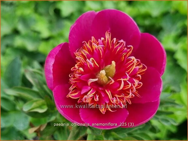 Paeonia officinalis 'Anemoniflora' | Pioenroos, Boerenpioen | Echte Pfingstrose | Common Peony