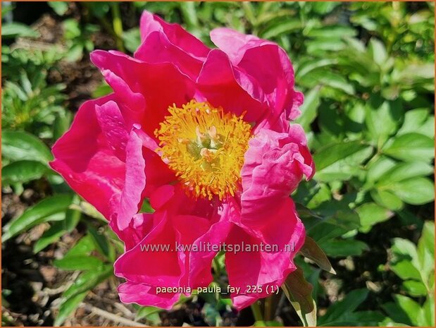 Paeonia 'Paula Fay' | Pioenroos | Pfingstrose | Peony