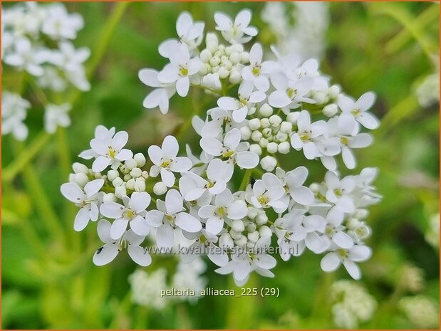 Peltaria alliacea | Knoflookmosterd, Schijfzaad | Lauch-Scheibensch&ouml;tchen | Garlic Cress