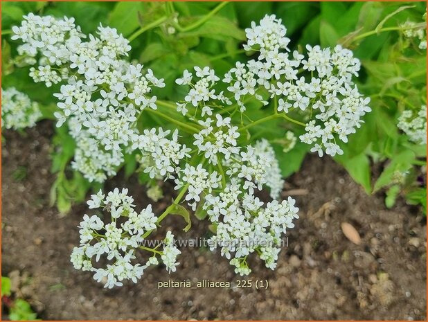 Peltaria alliacea | Knoflookmosterd, Schijfzaad | Lauch-Scheibensch&ouml;tchen | Garlic Cress