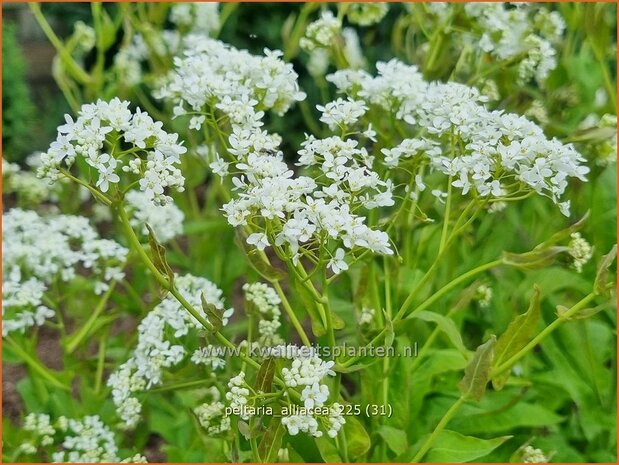 Peltaria alliacea | Knoflookmosterd, Schijfzaad | Lauch-Scheibensch&ouml;tchen | Garlic Cress