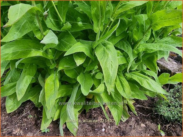 Peltaria alliacea | Knoflookmosterd, Schijfzaad | Lauch-Scheibensch&ouml;tchen | Garlic Cress