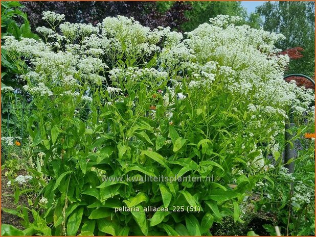 Peltaria alliacea | Knoflookmosterd, Schijfzaad | Lauch-Scheibensch&ouml;tchen | Garlic Cress