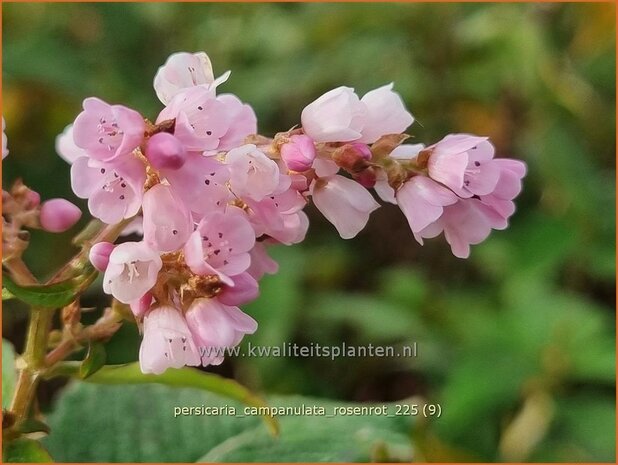 Persicaria campanulata 'Rosenrot' | Belletjesduizendknoop, Klokjesduizendknoop, Duizendknoop | Glockenkn&ouml;terich | Le