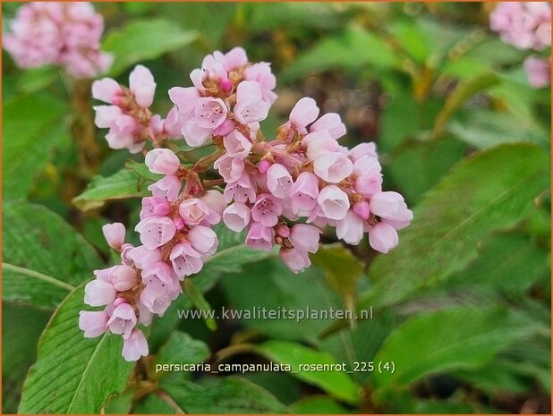Persicaria campanulata 'Rosenrot' | Belletjesduizendknoop, Klokjesduizendknoop, Duizendknoop | Glockenkn&ouml;terich | Le