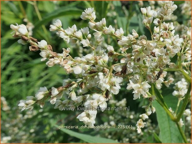 Persicaria dshawachischwilii | Duizendknoop | Kn&ouml;terich | Kharkev