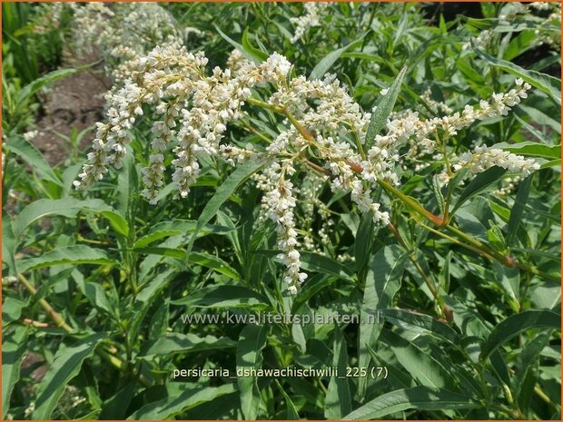 Persicaria dshawachischwilii | Duizendknoop | Kn&ouml;terich | Kharkev