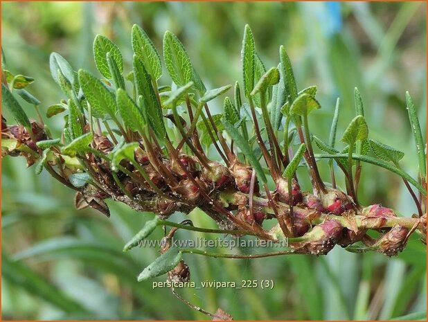 Persicaria vivipara | Knolduizendknoop, Broedbistorta, Levendbarende duizendknoop, Duizendknoop | Kn&ouml;llchen-Wiesenkn&ouml;terich |