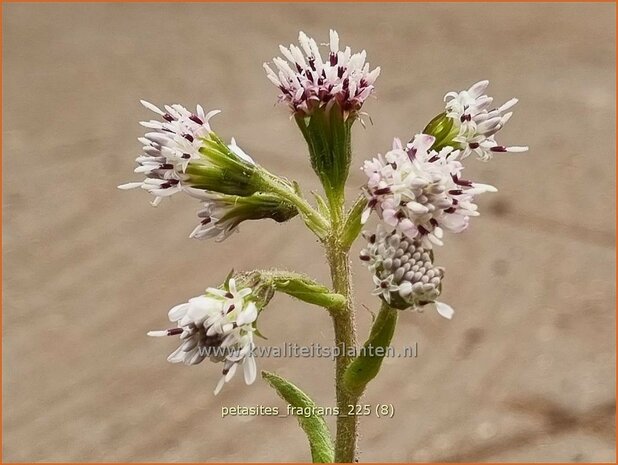 Petasites fragrans | Winterheliotroop, Hoefblad | Winter-Heliotrop | Winter heliotrope