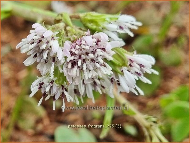 Petasites fragrans | Winterheliotroop, Hoefblad | Winter-Heliotrop | Winter heliotrope