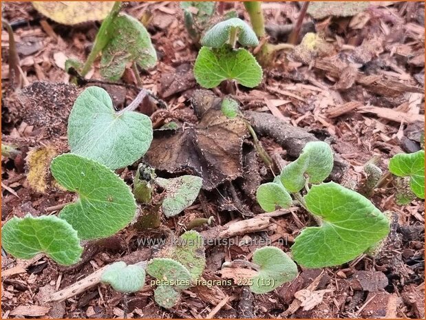 Petasites fragrans | Winterheliotroop, Hoefblad | Winter-Heliotrop | Winter heliotrope