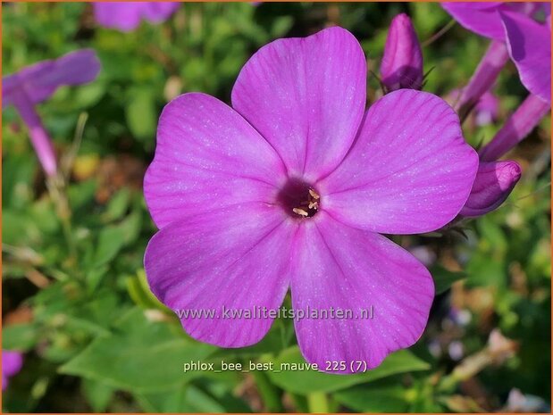 Phlox 'Bee Best Mauve' | Hoge vlambloem, Vlambloem, Flox, Floks | Hohe Flammenblume | Border Phlox