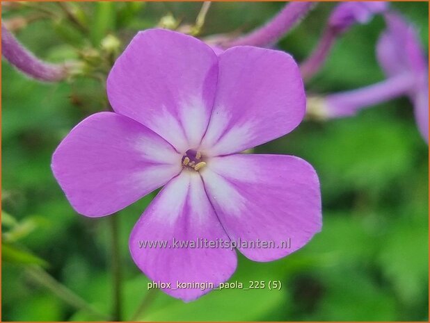 Phlox 'Koningin Paola' | Hoge vlambloem, Vlambloem, Flox, Floks | Hohe Flammenblume | Border Phlox