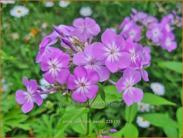 Phlox 'Koningin Paola' | Hoge vlambloem, Vlambloem, Flox, Floks | Hohe Flammenblume | Border Phlox