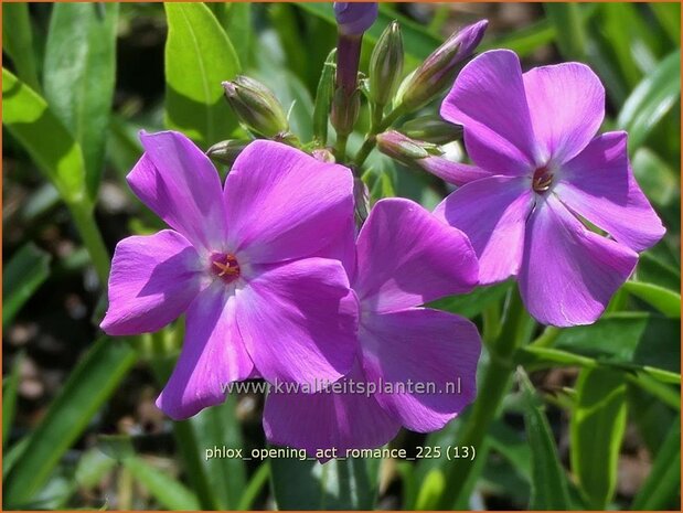Phlox 'Opening Act Romance' | Hoge vlambloem, Vlambloem, Flox, Floks | Hohe Flammenblume | Border Phlox