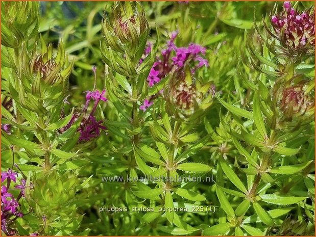 Phuopsis stylosa 'Purpurea' | Perzische kruisjesplant, Kruisjesbloem | Baldriangesicht | Crosswort