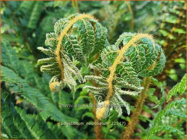 Polystichum neolobatum | Aziatische Sabelvaren, Naaldvaren | Asiatischer glanzschildfarn | Asian Saber Fern