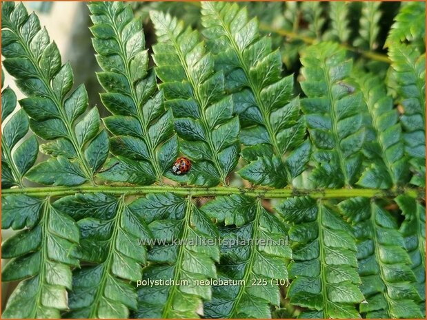 Polystichum neolobatum | Aziatische Sabelvaren, Naaldvaren | Asiatischer glanzschildfarn | Asian Saber Fern