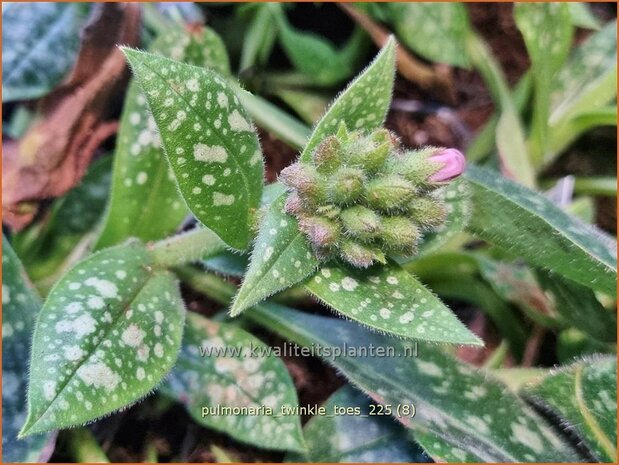 Pulmonaria 'Twinkle Toes' | Longkruid | Lungenkraut | Lungwort