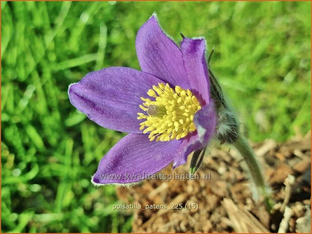 Pulsatilla patens | Wildemanskruid, Pelsanemoon | Finger-Kuhschelle | Eastern Pasque Flower