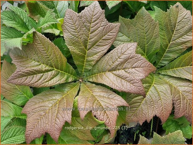 Rodgersia 'Die Gmunde' | Schout-bij-nacht, Kijkblad | Schaublatt | Rodger's Flower