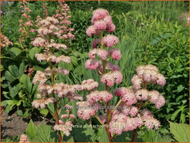 Rodgersia 'Die Sch&ouml;ne' | Schout-bij-nacht, Kijkblad | Schaublatt | Rodger's Flower