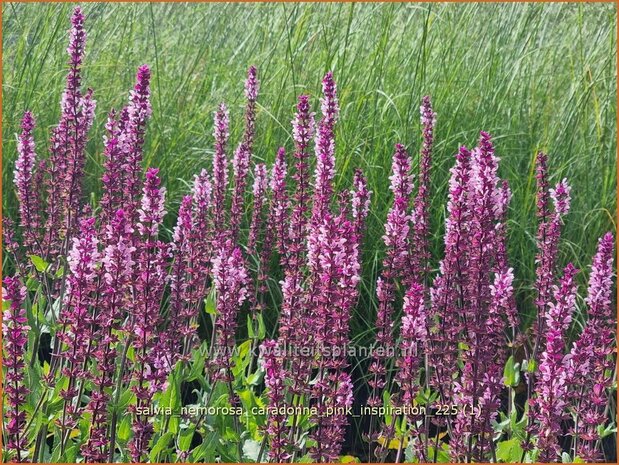 Salvia nemorosa 'Caradonna Pink Inspiration' | Bossalie, Salie, Salvia | Steppensalbei | Woodland Sage