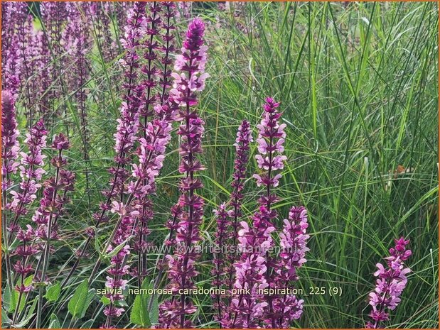 Salvia nemorosa 'Caradonna Pink Inspiration' | Bossalie, Salie, Salvia | Steppensalbei | Woodland Sage