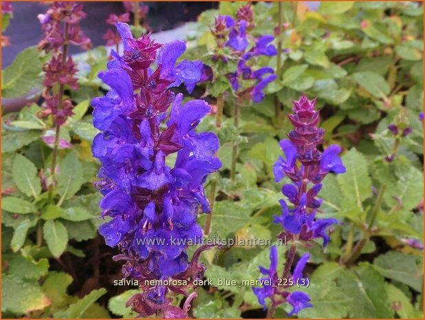 Salvia nemorosa 'Dark Blue Marvel' | Bossalie, Salie, Salvia | Steppensalbei | Woodland Sage
