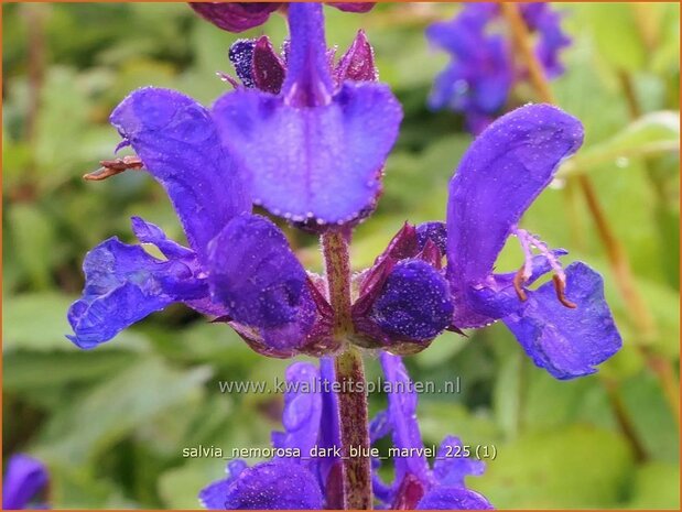 Salvia nemorosa 'Dark Blue Marvel' | Bossalie, Salie, Salvia | Steppensalbei | Woodland Sage