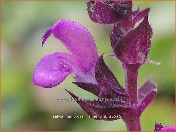 Salvia nemorosa 'Rianne Pink' | Bossalie, Salie, Salvia | Steppensalbei | Woodland Sage