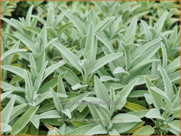 Salvia officinalis 'Nazareth' | Echte salie, Tuinsalie, Keukensalie, Franse salie, Salie, Salvia | Echter Salbei | Cu