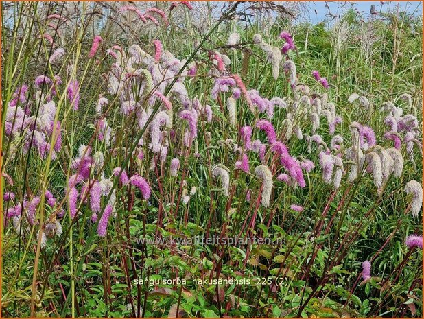 Sanguisorba hakusanensis | Pimpernel, Sorbenkruid | Koreanischer Wiesenknopf | Korean Mountain Burnet