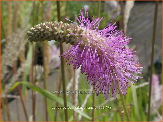 Sanguisorba hakusanensis | Pimpernel, Sorbenkruid | Koreanischer Wiesenknopf | Korean Mountain Burnet