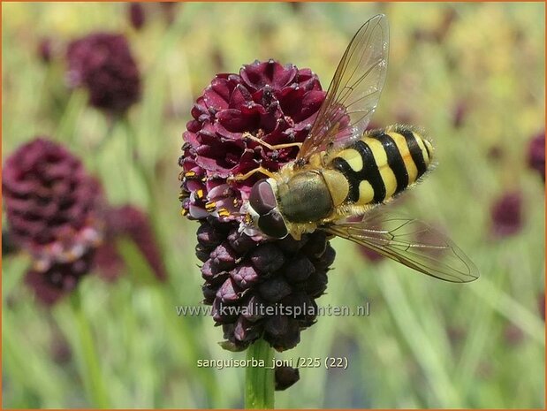 Sanguisorba 'Joni' | Pimpernel, Sorbenkruid | Wiesenknopf | Burnet