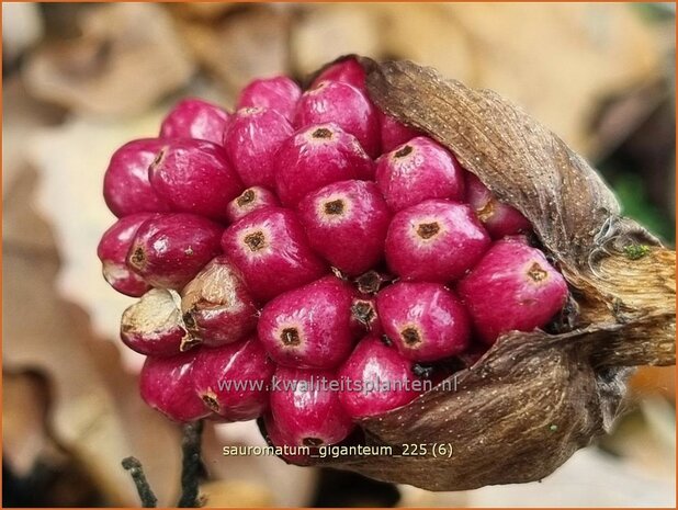 Sauromatum giganteum | Voodoolelie | Eidechsenwurz | Giant Voodoo Lily