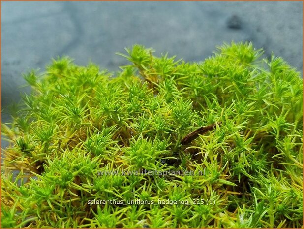 Scleranthus uniflorus 'Hedgehog' | Nieuw-Zeelands mos, Hardbloem | Neuseel&auml;nder Kn&auml;uel | Four Flowered Knawel