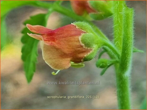 Scrophularia grandiflora | Helmkruid | Braunwurz | Figwort