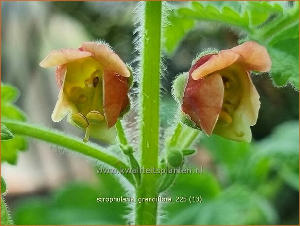 Scrophularia grandiflora | Helmkruid | Braunwurz | Figwort