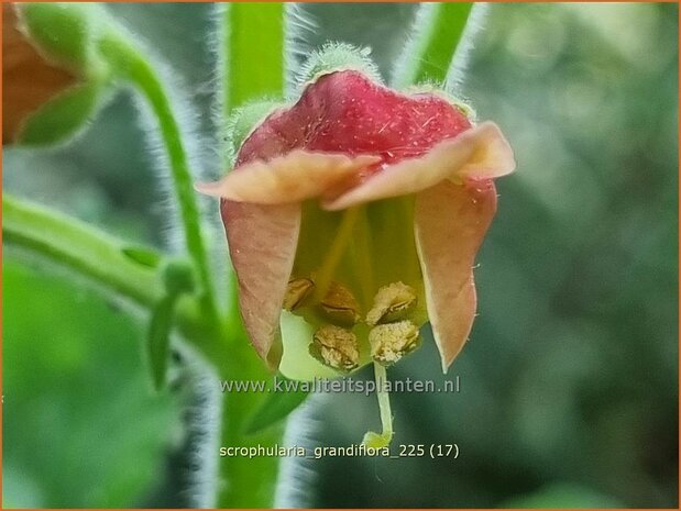 Scrophularia grandiflora | Helmkruid | Braunwurz | Figwort