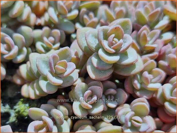 Sedum cyaneum 'Sachalin' | Vetkruid | Blaugraues Fettblatt